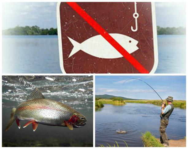 У квітні на Львівщині стартує період охорони нерестуючої риби