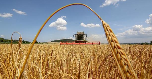 Жнива 2021: аграрії Львівщини досягнули мільйонного рубежу намолоту зерна