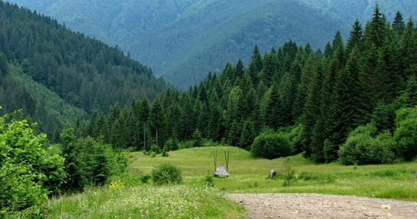 Уряд схвалив Державну стратегію управління лісами України до 2035 року