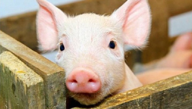 Львівщина – єдина область, де не зафіксовано Африканської чуми свиней