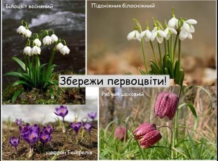 Мешканцям Яворівського району нагадують: за знищення ранньоквітучих рослин загрожують штрафи !!!