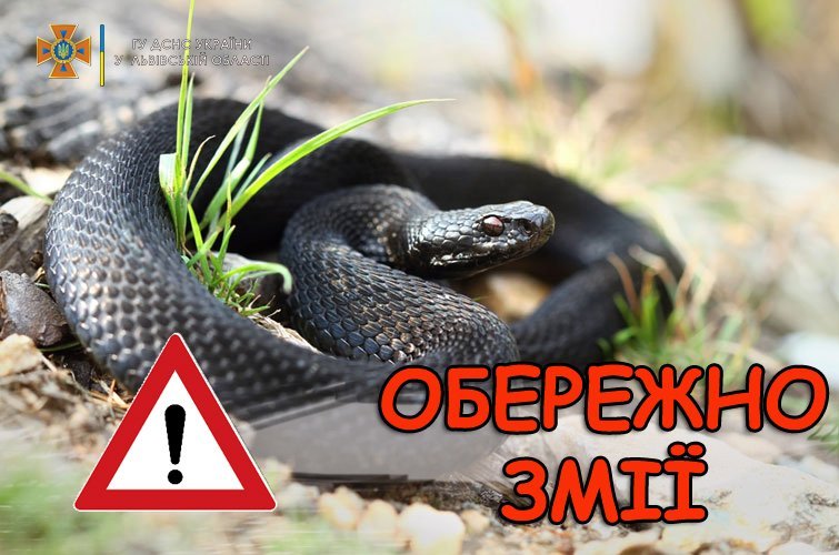 На Яворівщині зафіксовано укус змії