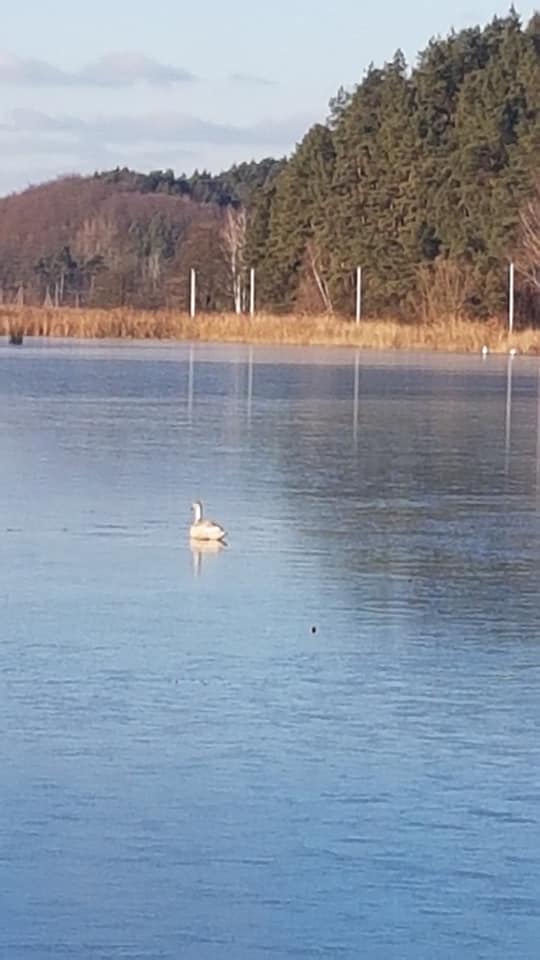 На Яворівщині в озері замерзає лебідь
