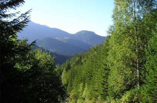 ВРУ заборонила вирубувати ялицево-букові ліси в Карпатах