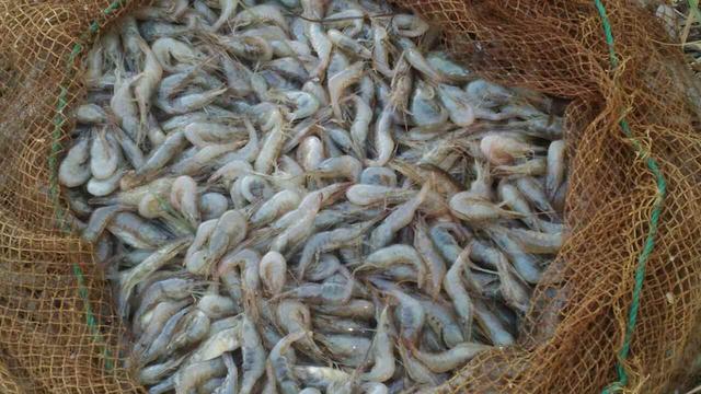З 1 червня заборонять ловити креветки у Чорному морі