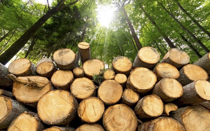 Незаконна рубка дерев на майже 800 тис грн – підозрюється керівник лісогосподарського підприємства