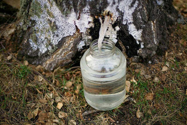 Неправильний забiр соку з берези може спричинити загибель дерева