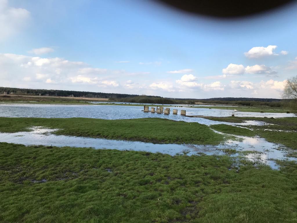 У Яворівському районі річка затопила пасовище