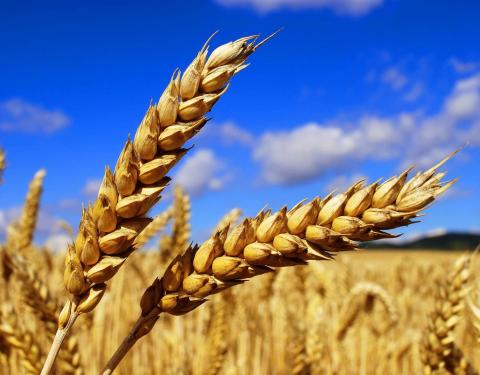 Жнива 2020: в області розпочали збір озимої пшениці та завершують обмолот ячменю