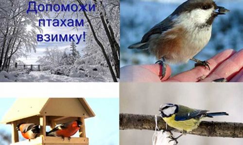 Яворівський парк запрошує долучитись до акції «Допоможи птахам взимку»